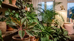 Sem toxinas: 7 plantas de interior que purificam o ar de forma natural