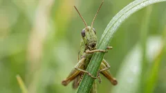 O que significa o chilrear dos grilos: as causas mais comuns e como identificar a sua origem