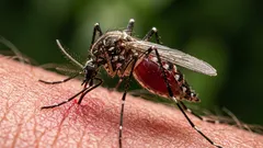 Os repelentes de mosquitos caseiros mais eficazes