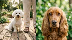 8 raças de cães carinhosos: sempre ao teu lado, sempre prontos para um carinho