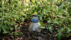 Enterrei 20 garrafas de cinco litros numa estufa — os tomates crescem bem, com raízes três vezes mais compridas